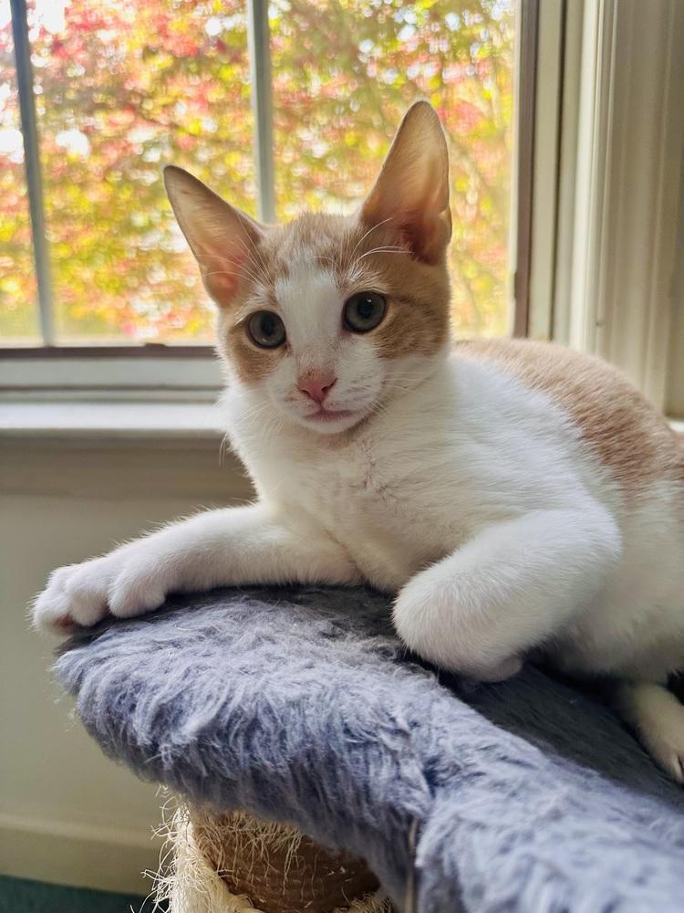 Enlarge GoT:  Tyrion Lannister, a Adoptable mixed breed in Warren, CT image 4/6