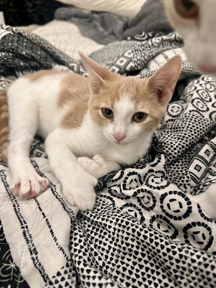 Enlarge GoT:  Tyrion Lannister, a Adoptable mixed breed in Warren, CT image 2/6