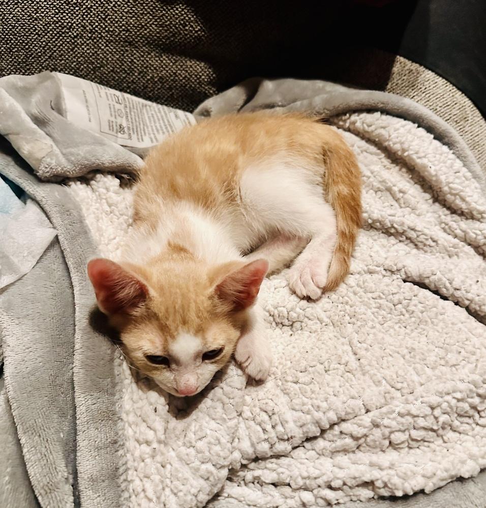Enlarge GoT:  Tyrion Lannister, a Adoptable mixed breed in Warren, CT image 5/6