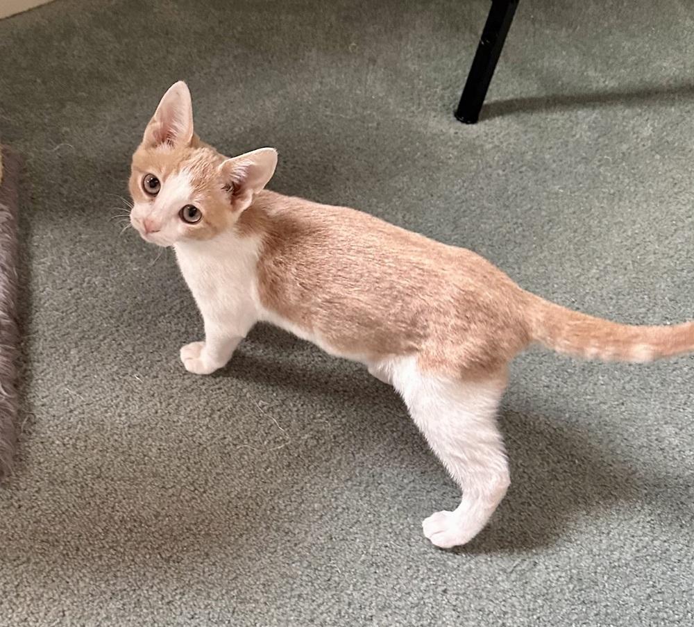Enlarge GoT:  Tyrion Lannister, a Adoptable mixed breed in Warren, CT image 6/6