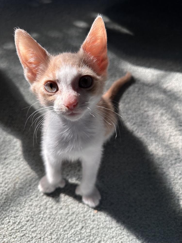 GoT: Tyrion Lannister, Adoptable, Kitten Male Extra-Toes Cat / Hemingway Polydactyl & Tabby.
