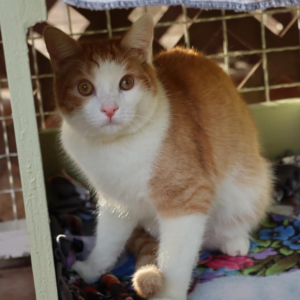 Khutie — thumbnail 2