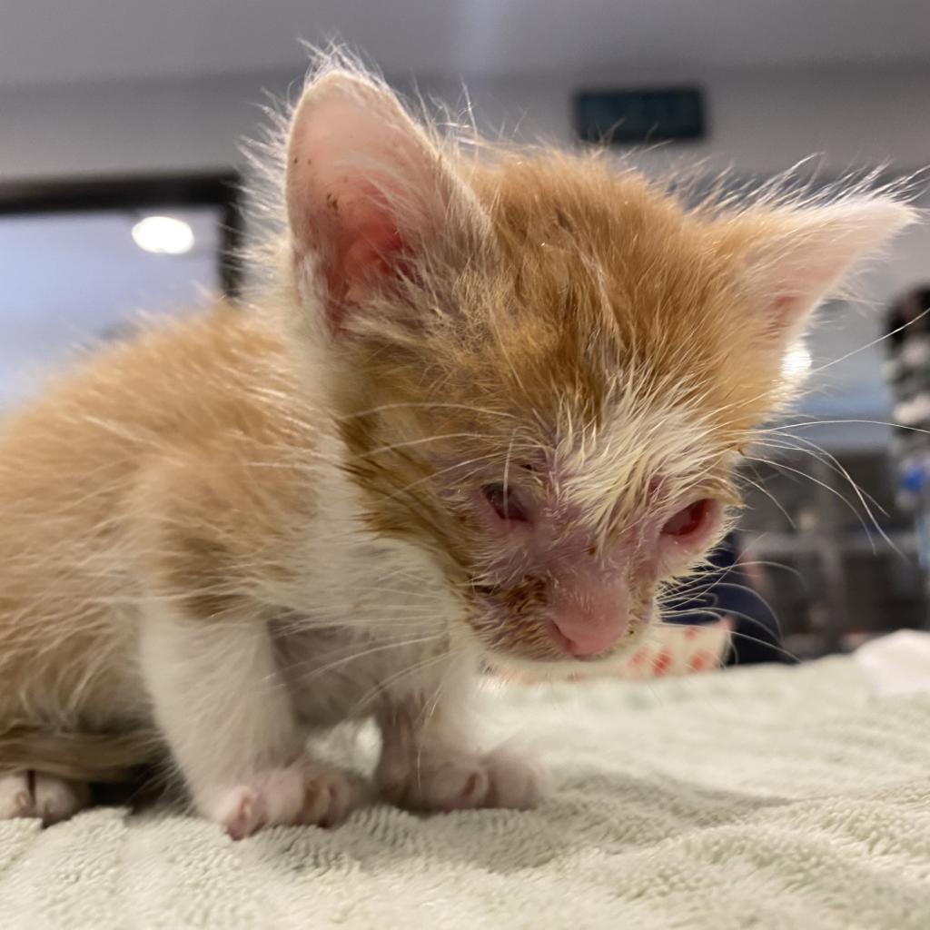 Khutie — thumbnail 3