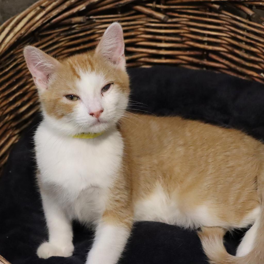 Khutie — thumbnail 4