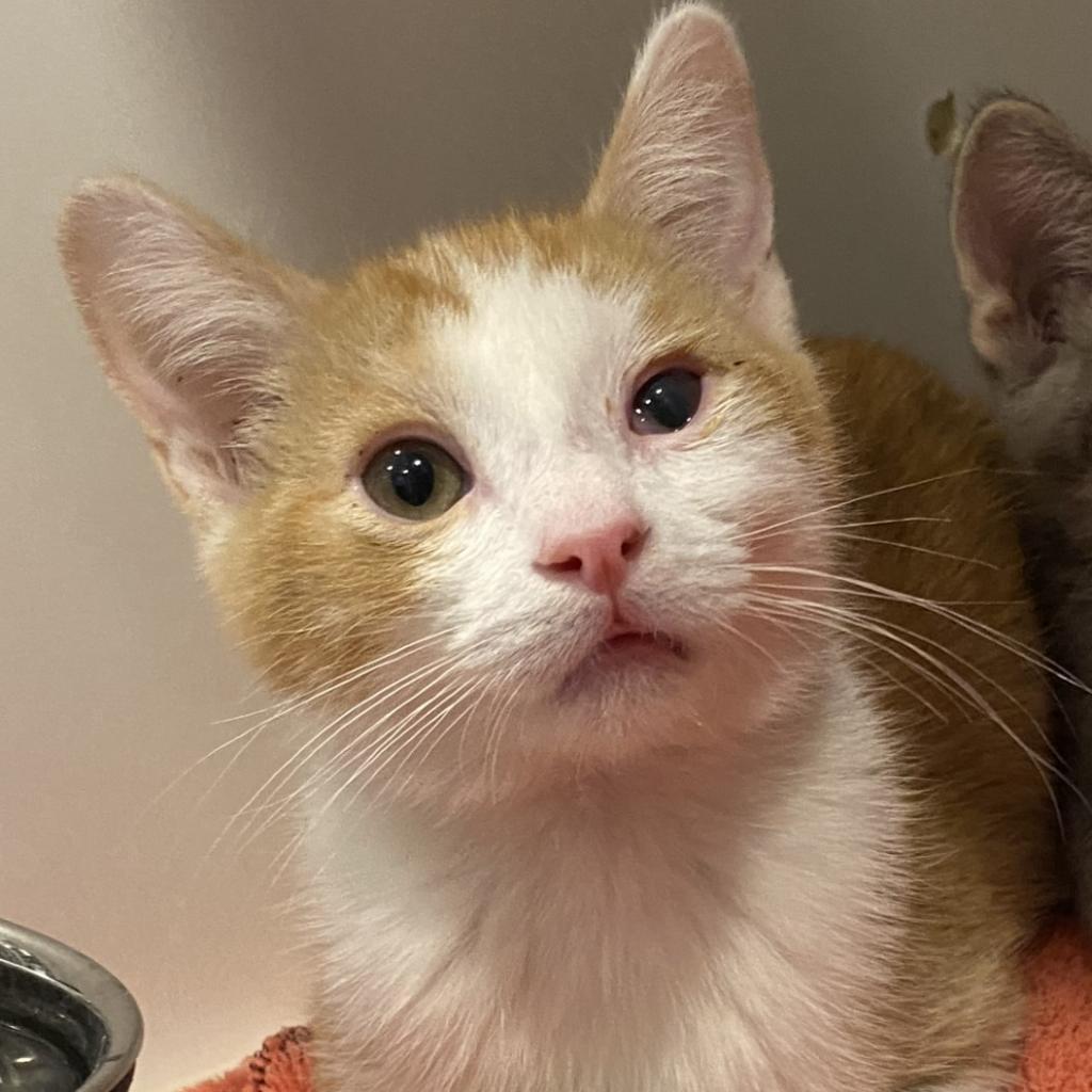 Khutie — thumbnail 5