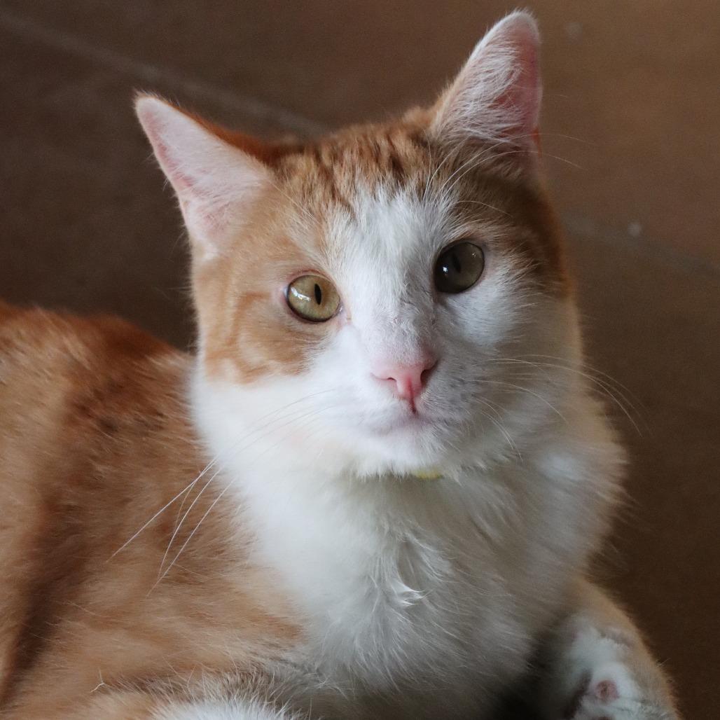 Khutie — thumbnail 6