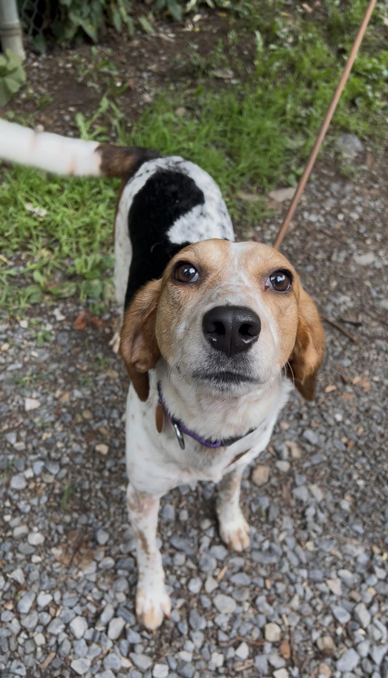 Enlarge DULCIMER, an adopted Coonhound in Millerstown, PA image 4/6