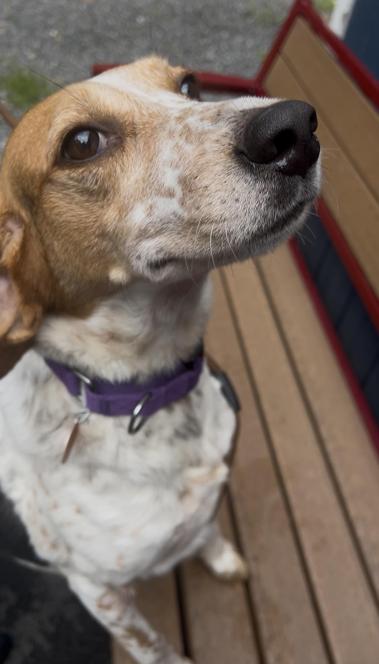 DULCIMER, adopted, Adult Female Coonhound.
