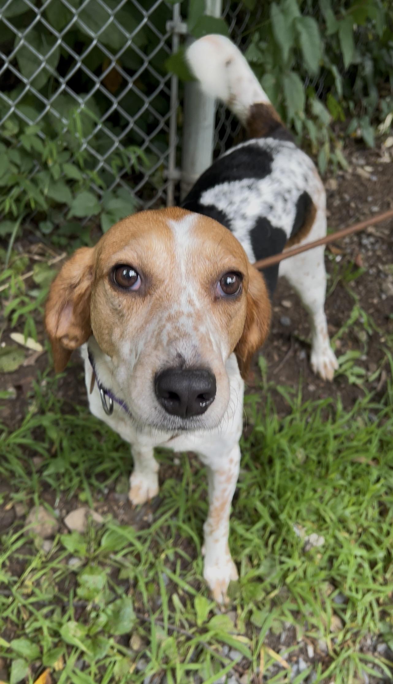 Enlarge DULCIMER, an adopted Coonhound in Millerstown, PA image 6/6