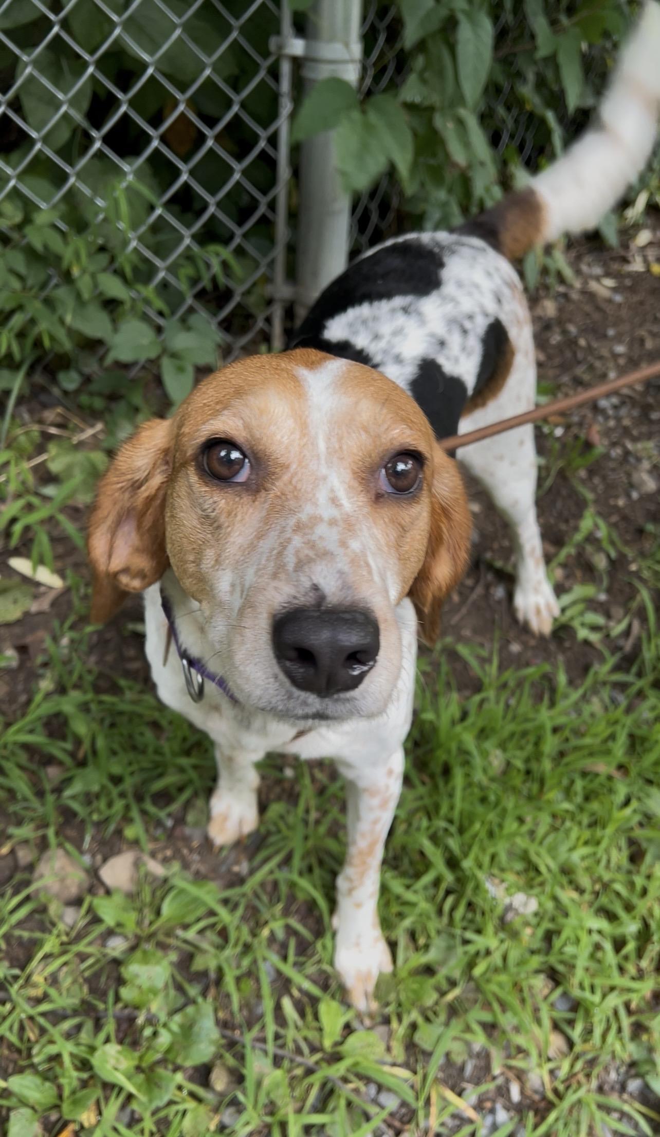 Enlarge DULCIMER, an adopted Coonhound in Millerstown, PA image 3/6