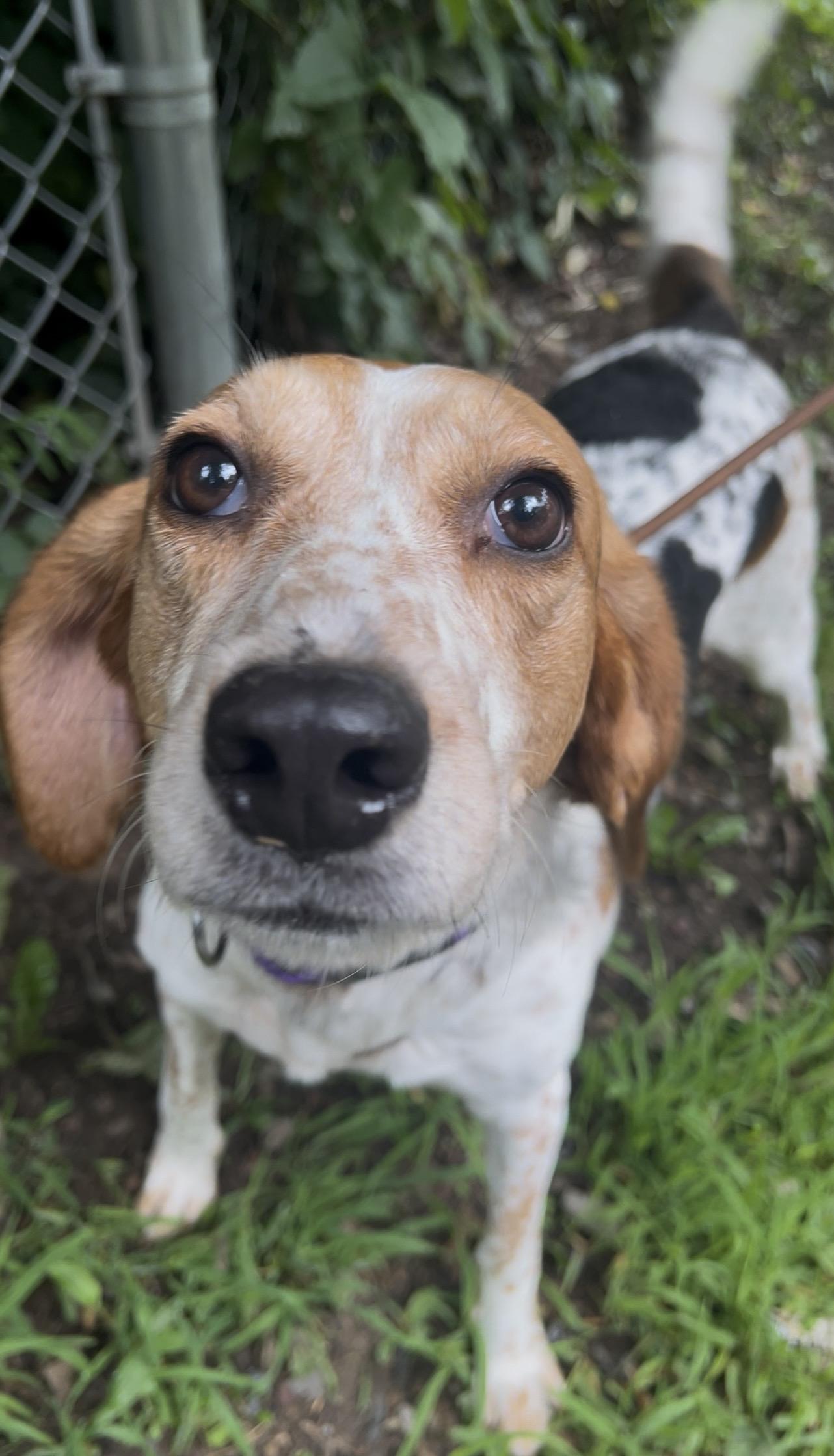 Enlarge DULCIMER, an adopted Coonhound in Millerstown, PA image 2/6