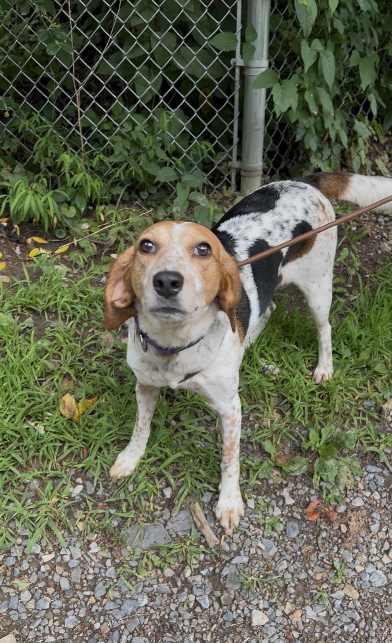 Enlarge DULCIMER, an adopted Coonhound in Millerstown, PA image 5/6