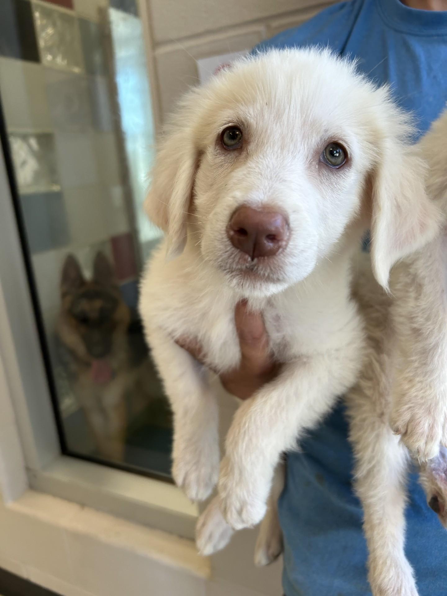 Ivory A213551