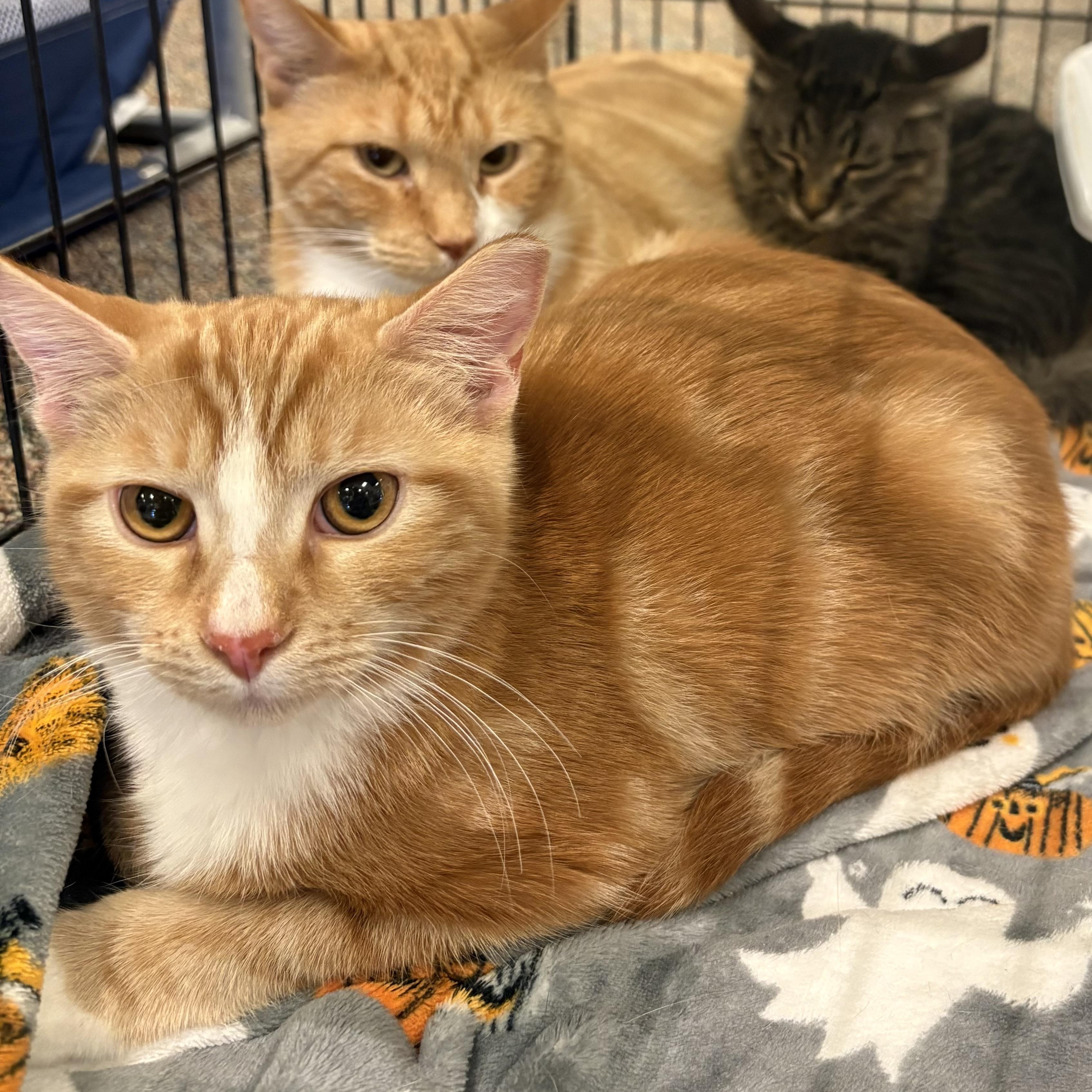 Enlarge Cheddar, a Adopted mixed breed in Youngstown, FL image 2/5