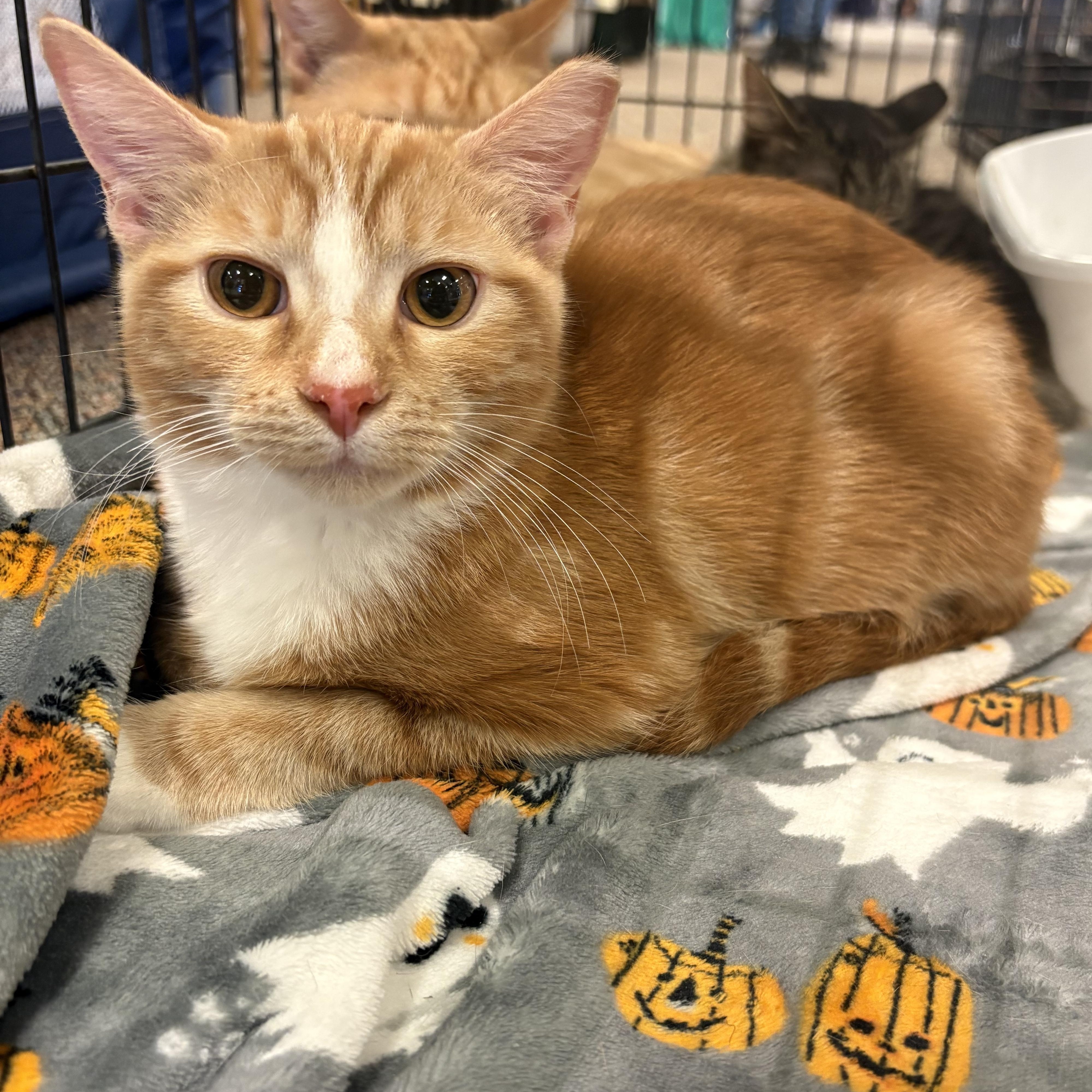 Enlarge Cheddar, a Adopted mixed breed in Youngstown, FL image 1/5