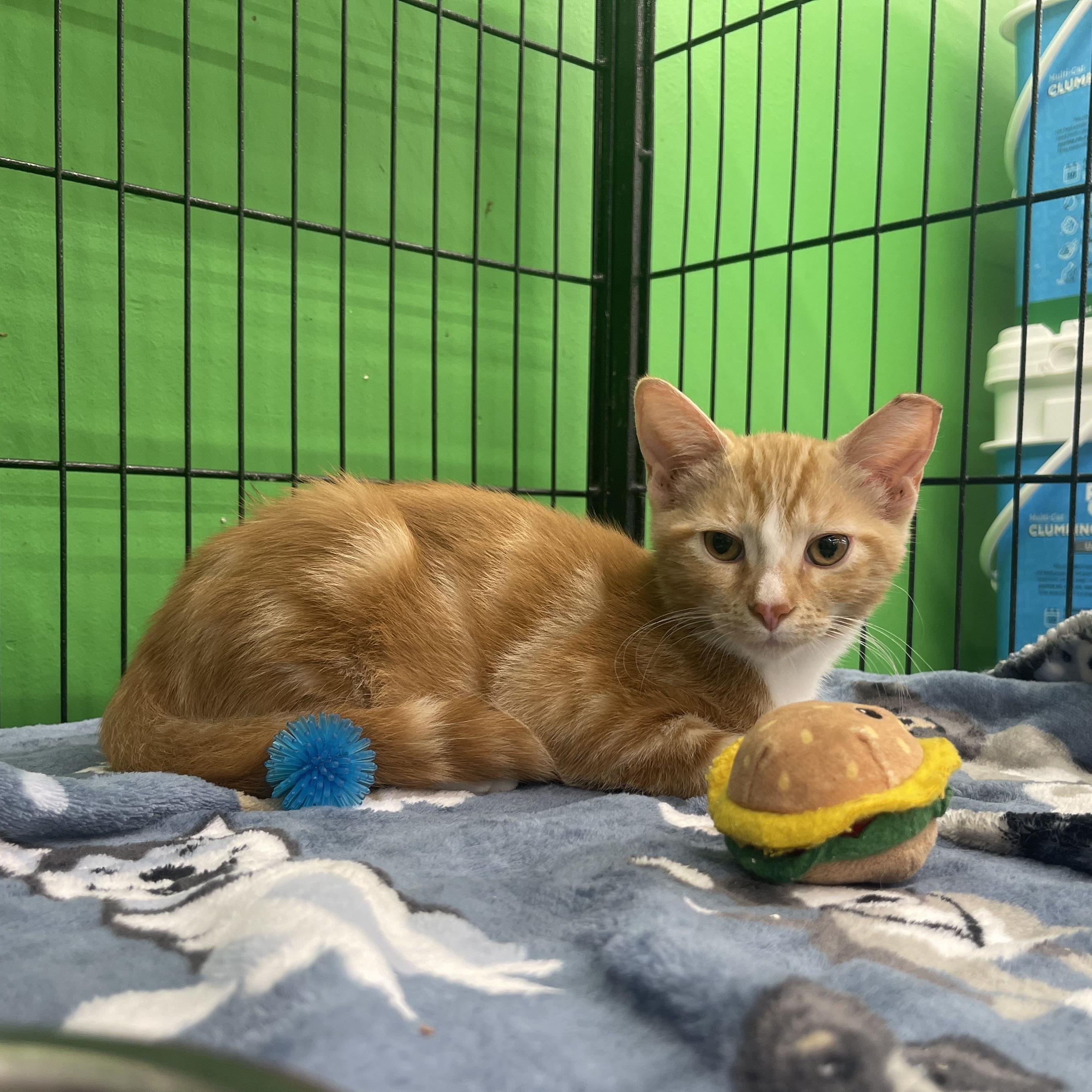 Enlarge Cheddar, a Adopted mixed breed in Youngstown, FL image 4/5