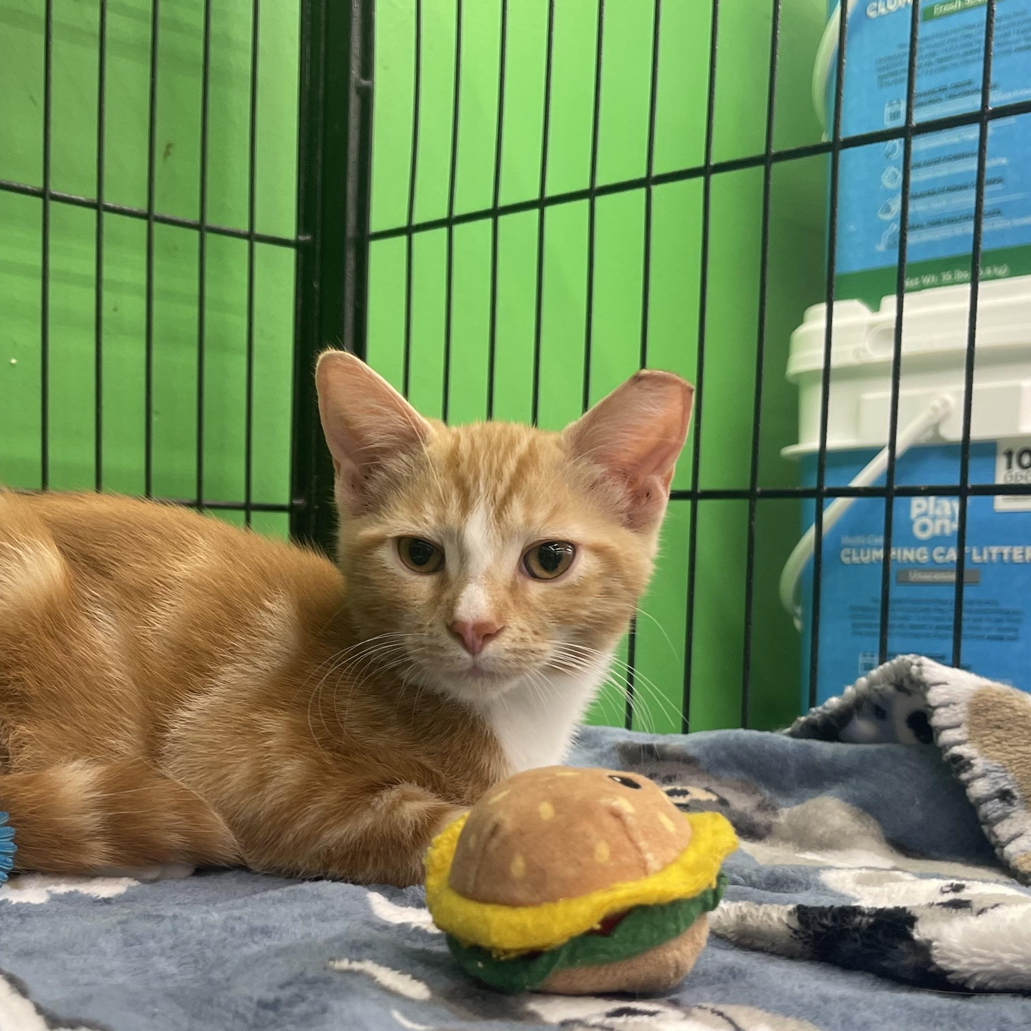 Enlarge Cheddar, a Adopted mixed breed in Youngstown, FL image 5/5