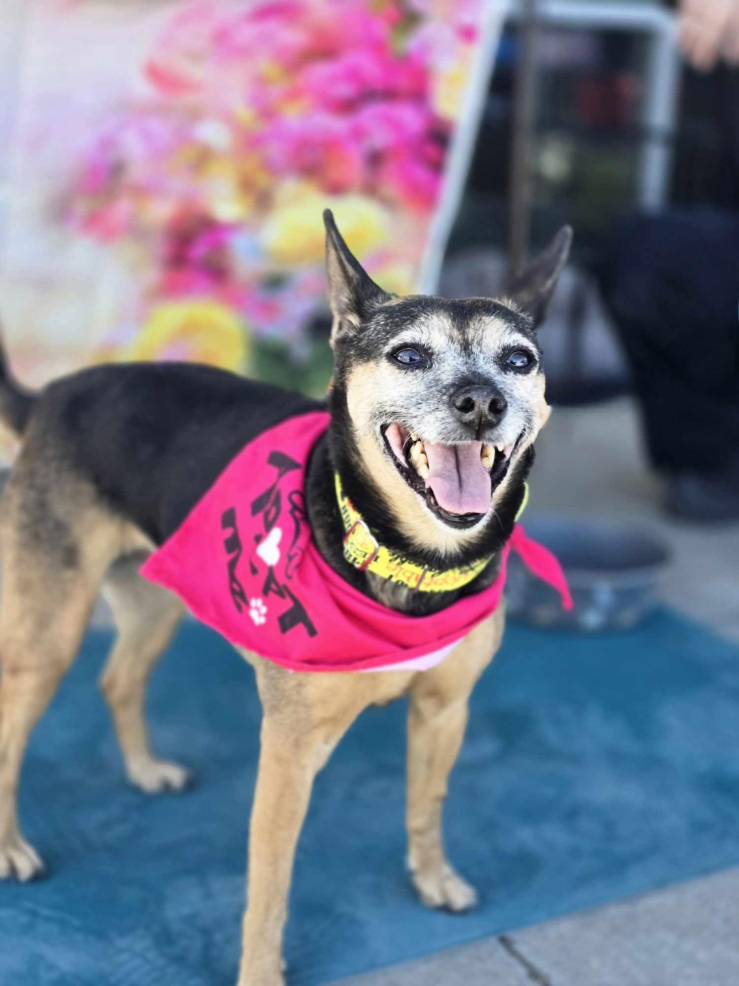 Hershey, Senior Female Mixed Breed