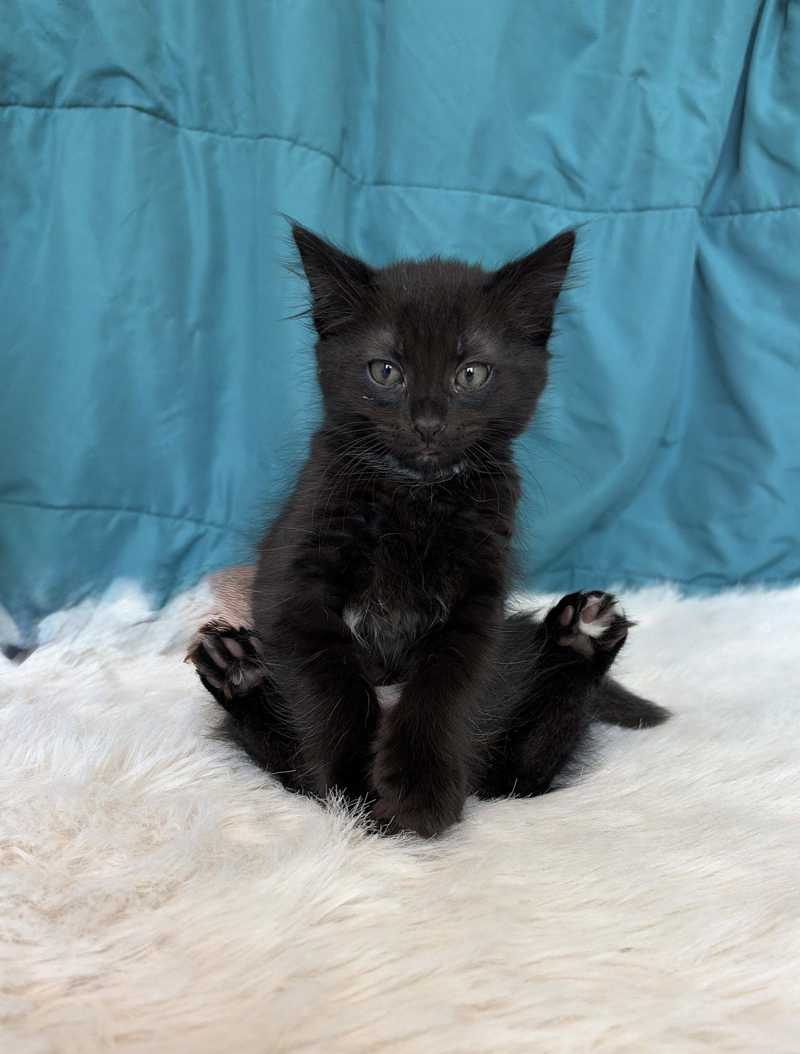 Enlarge GRIFFIN, a Adoptable Domestic Short Hair in Elgin, IL image 1/1