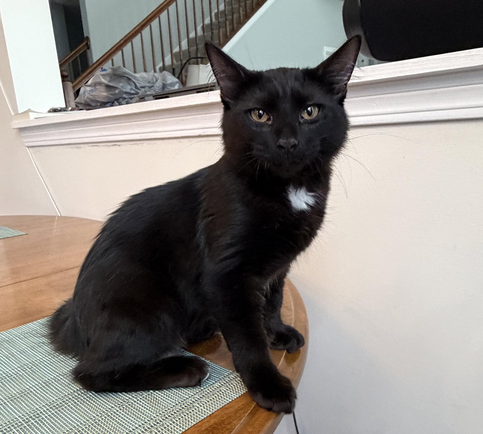 Enlarge GRIFFIN, a Adoptable Domestic Short Hair in Elgin, IL image 2/3