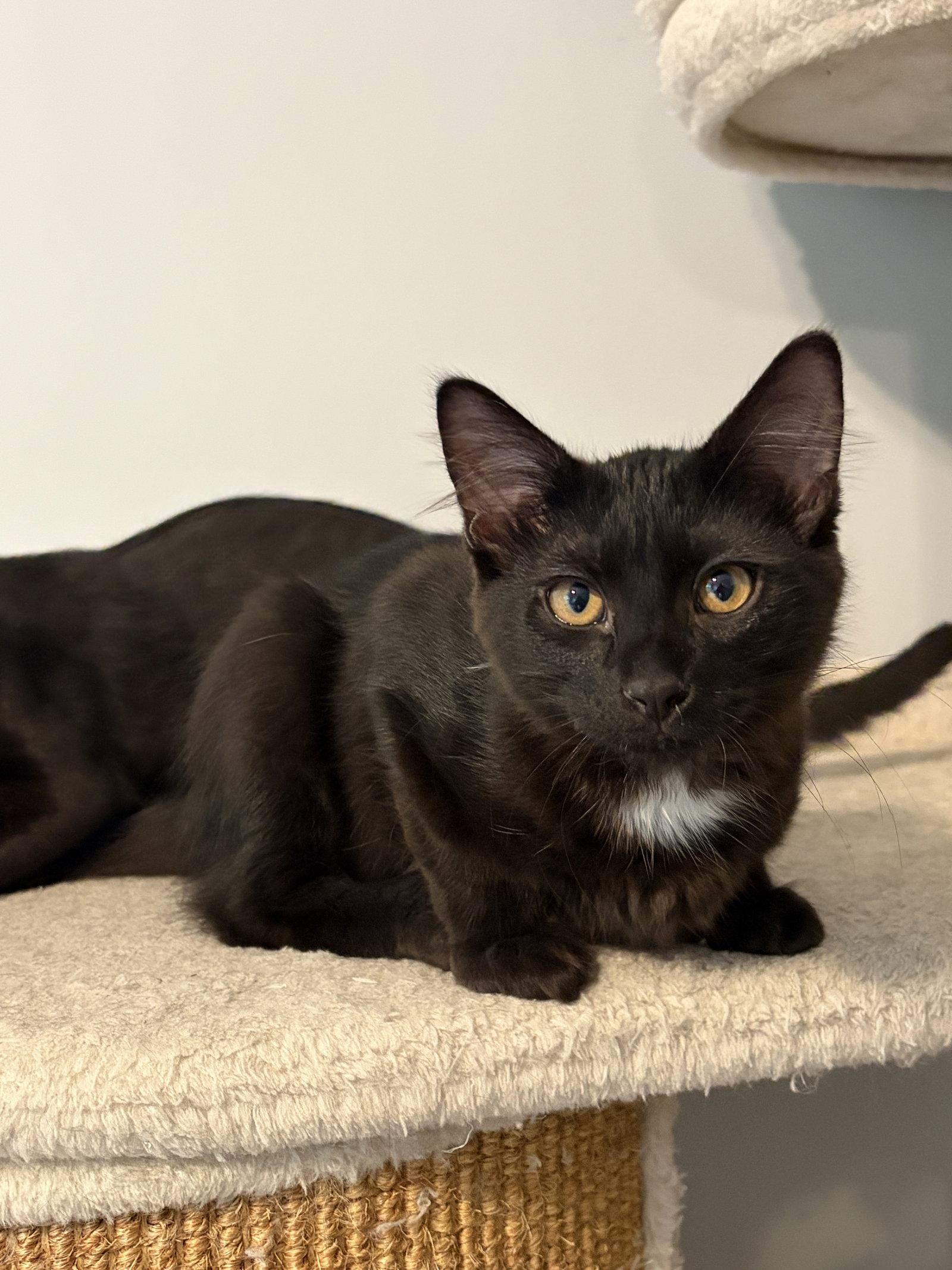 Enlarge GRIFFIN, a Adoptable Domestic Short Hair in Elgin, IL image 3/3
