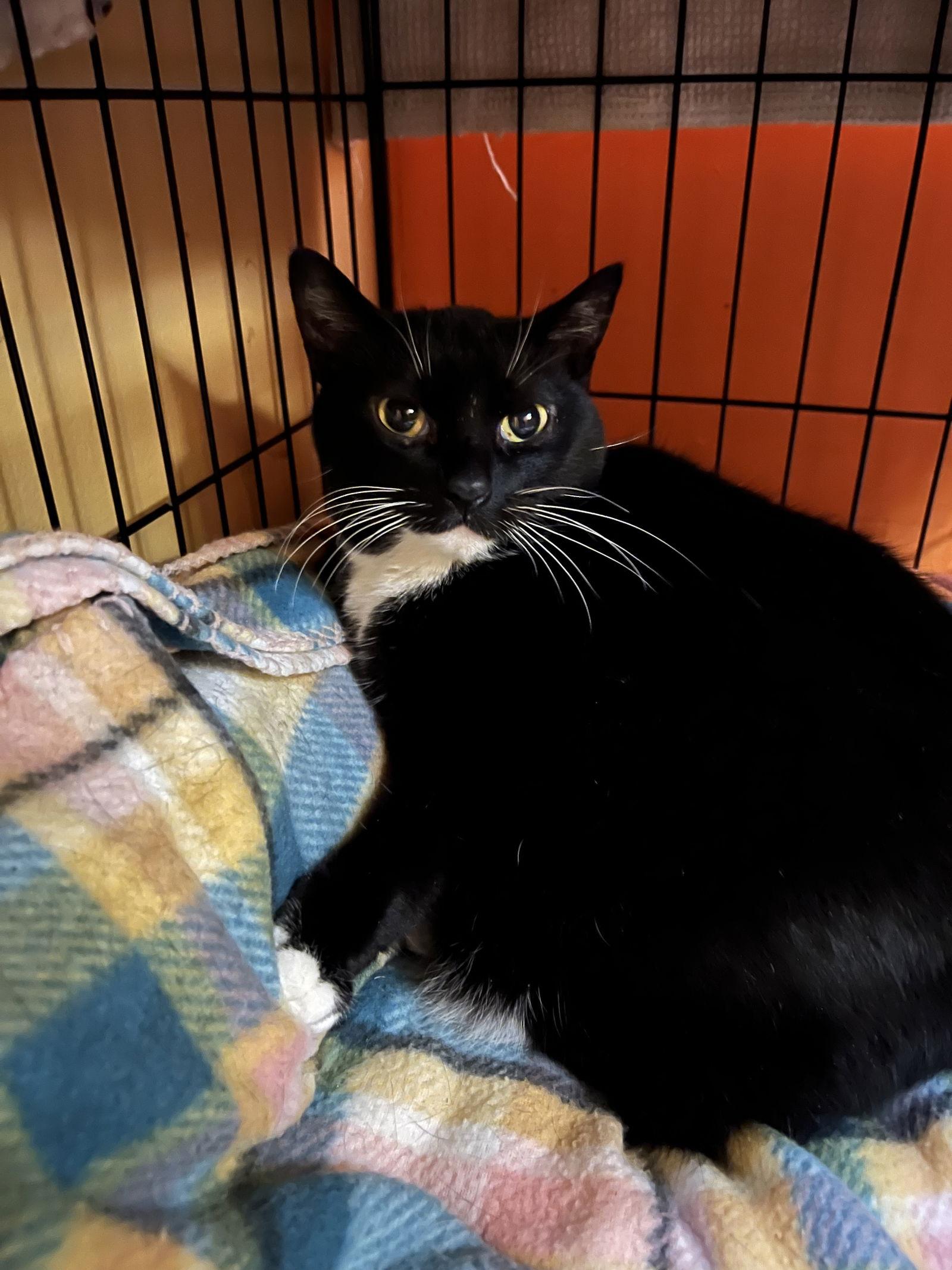 Lydia, Adoptable, Young Female Domestic Short Hair.