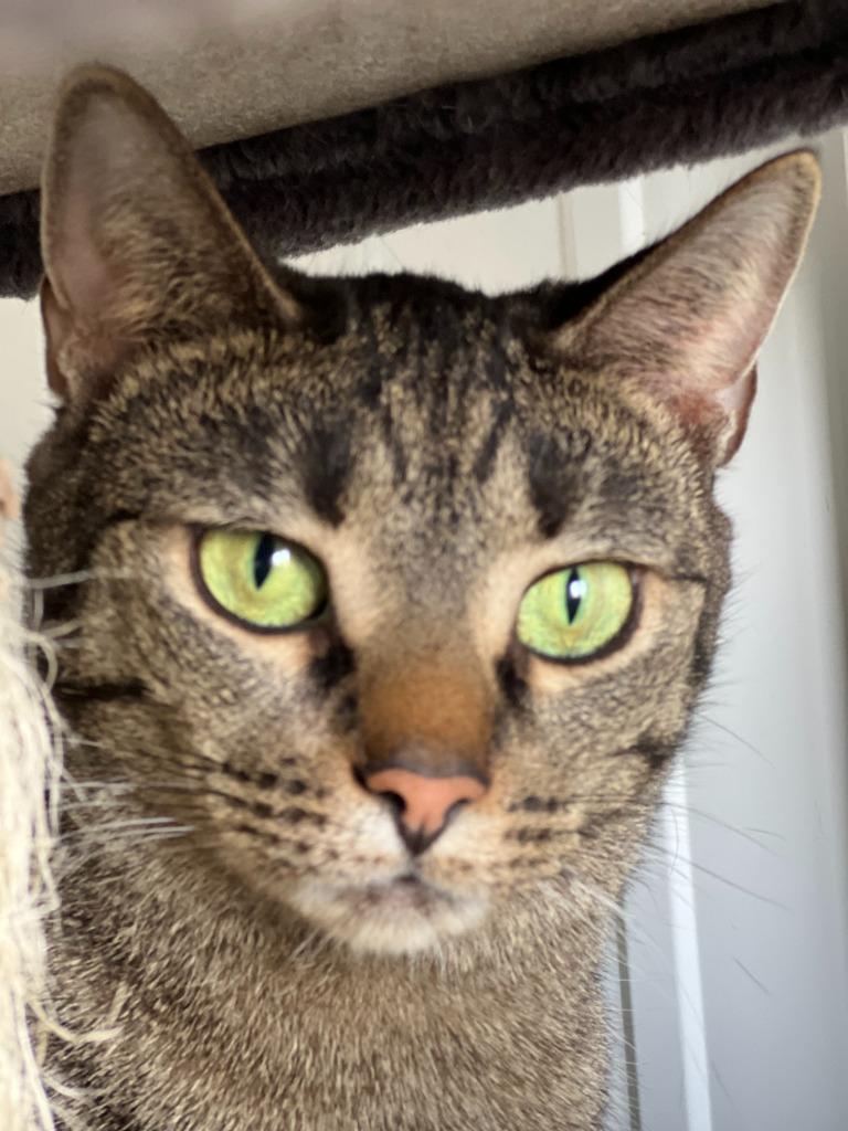 Enlarge Uniqua, a Adoptable mixed breed in Hartford City, IN image 2/6