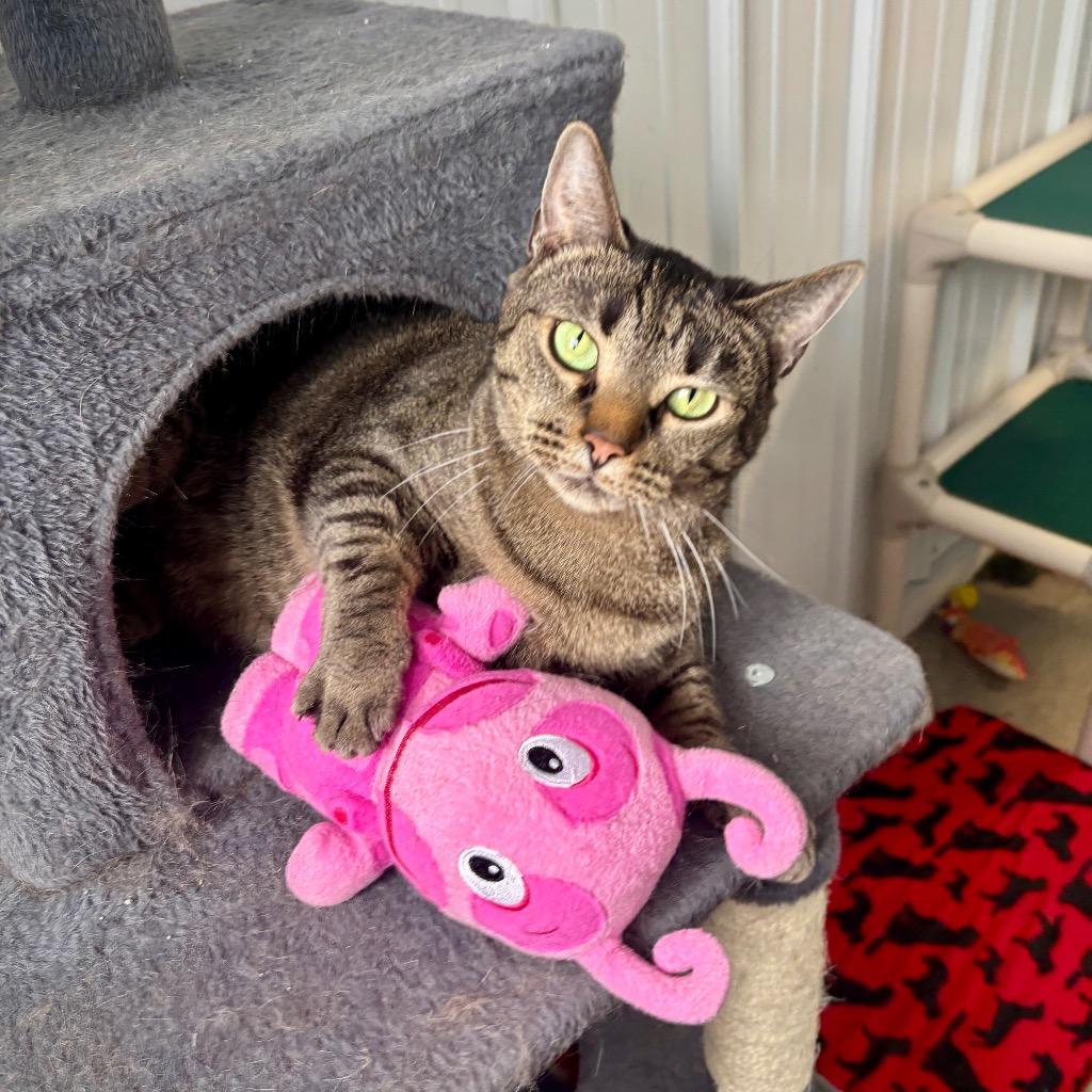 Enlarge Uniqua, a Adoptable mixed breed in Hartford City, IN image 1/6