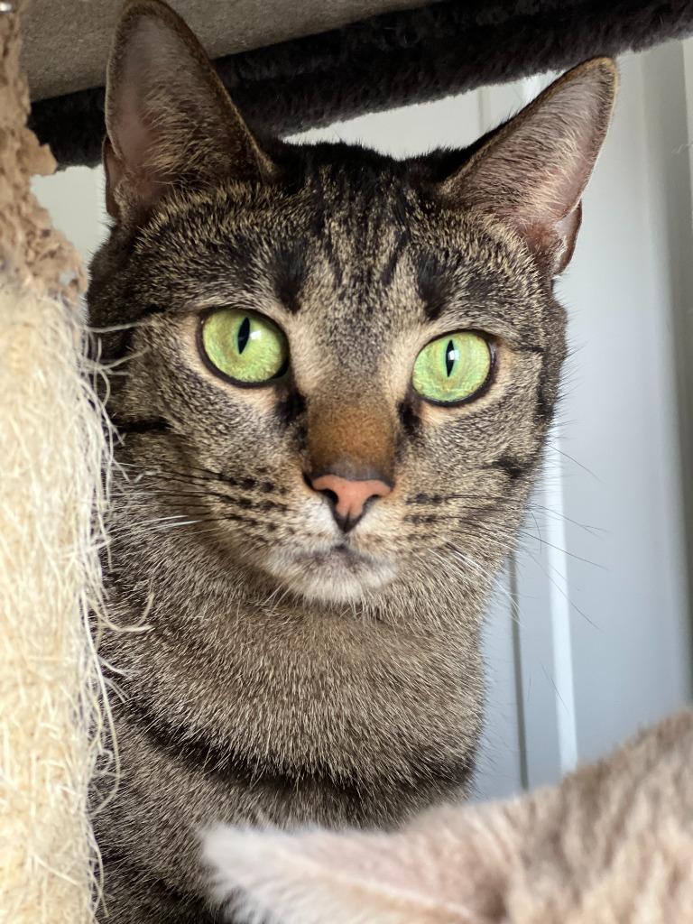 Enlarge Uniqua, a Adoptable mixed breed in Hartford City, IN image 4/6