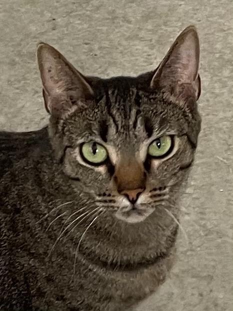 Enlarge Uniqua, a Adoptable mixed breed in Hartford City, IN image 4/6