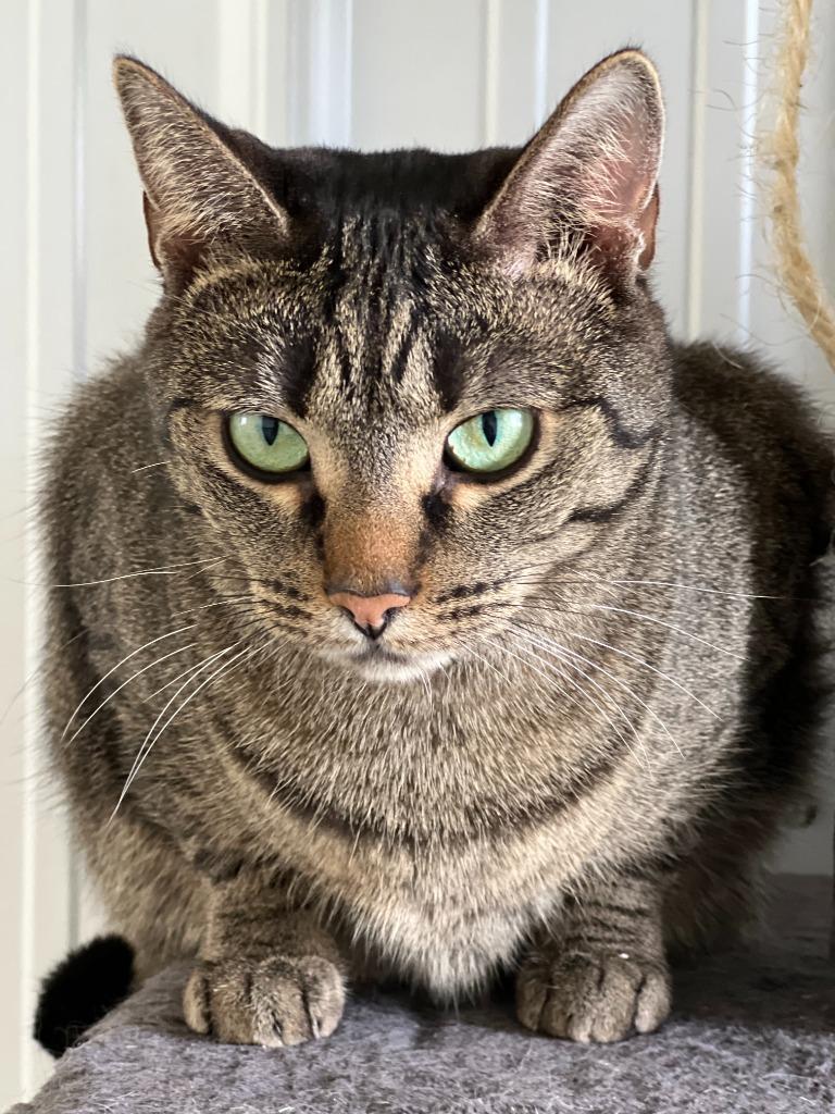 Enlarge Uniqua, a Adoptable mixed breed in Hartford City, IN image 5/6