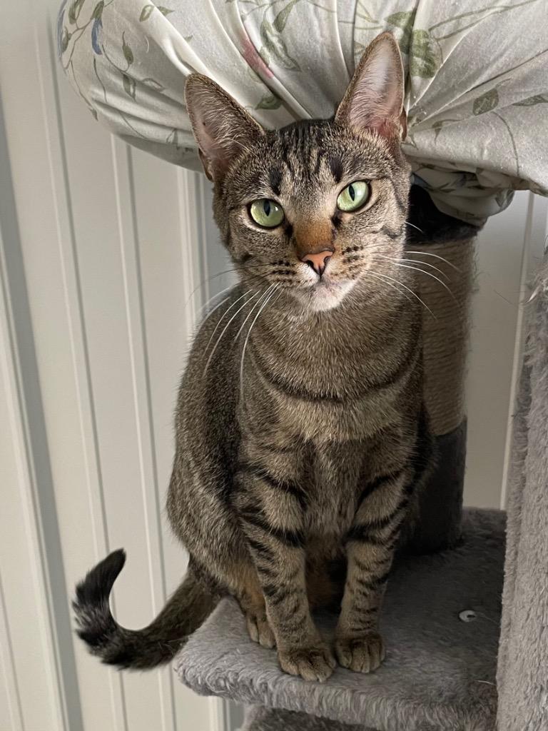 Enlarge Uniqua, a Adoptable mixed breed in Hartford City, IN image 5/6