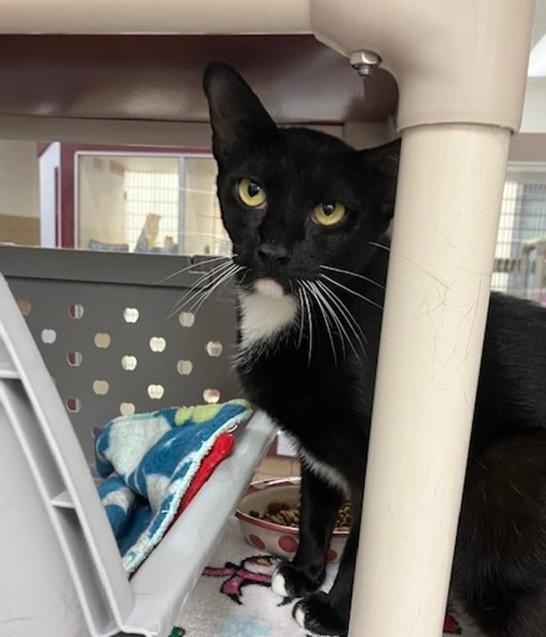 TIFFANY, Adoptable, Young Female Domestic Short Hair.