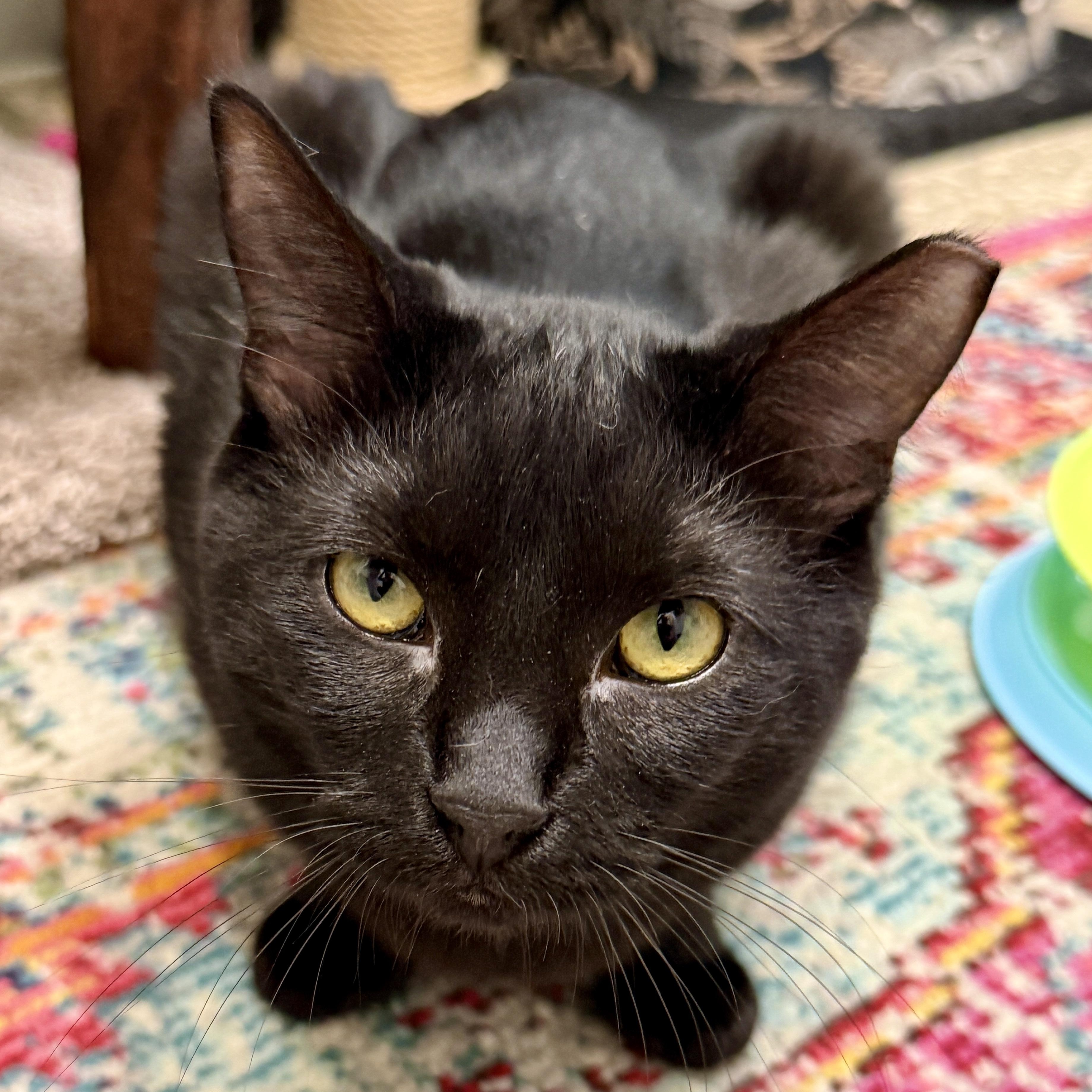 Cleocatra, a Adoptable Domestic Short Hair in Oldsmar, FL image 2/5