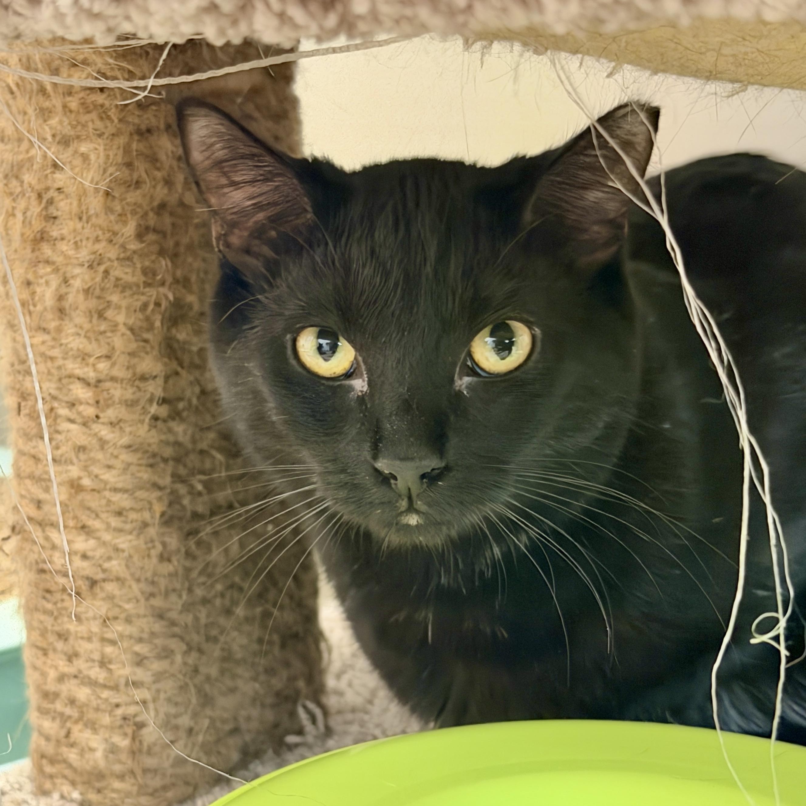 Cleocatra, a Adoptable Domestic Short Hair in Oldsmar, FL image 3/5