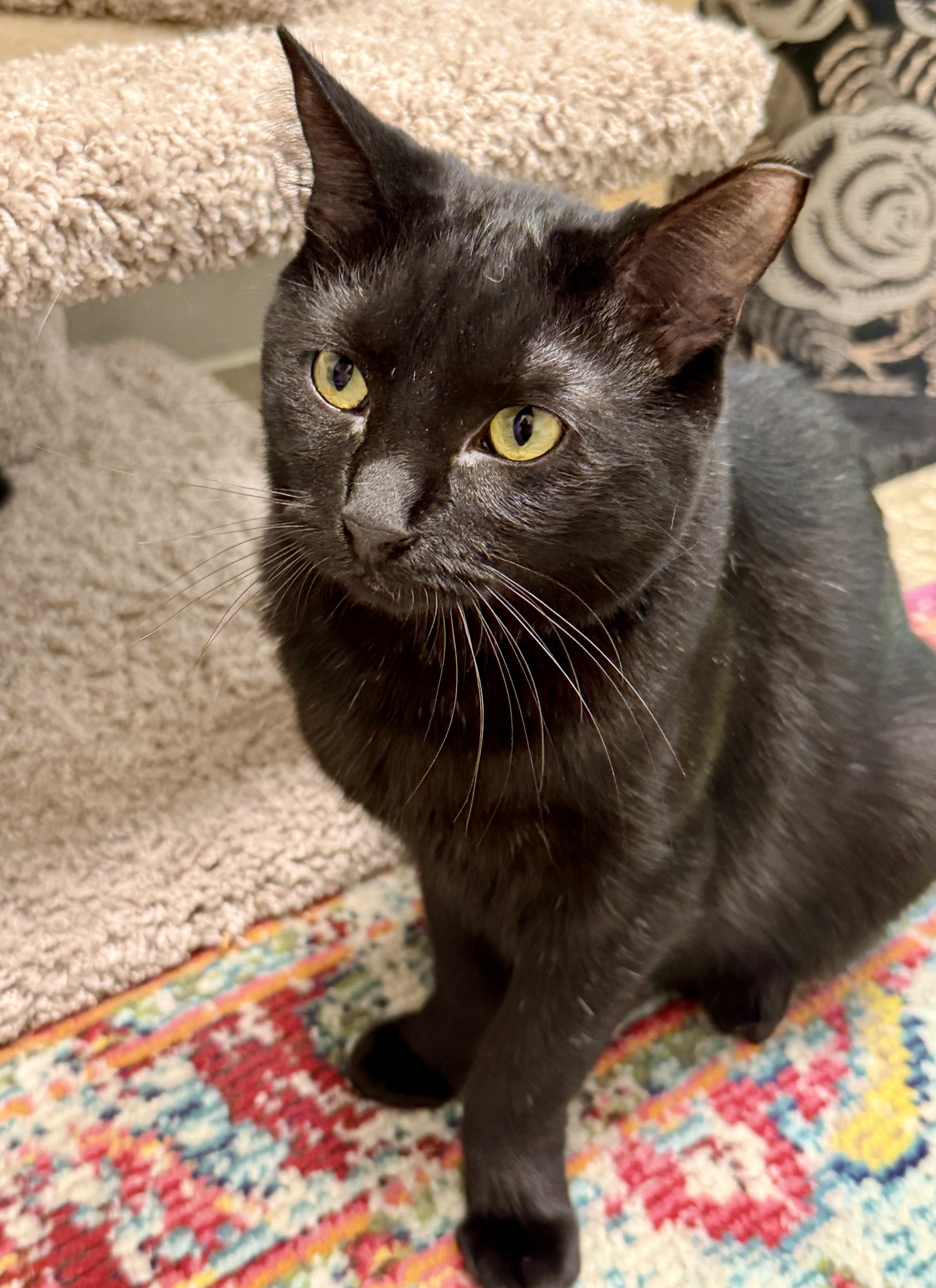 Cleocatra, a Adoptable Domestic Short Hair in Oldsmar, FL image 5/5