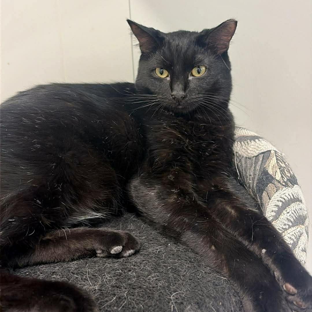 Cleocatra, a Adoptable Domestic Short Hair in Oldsmar, FL image 4/5