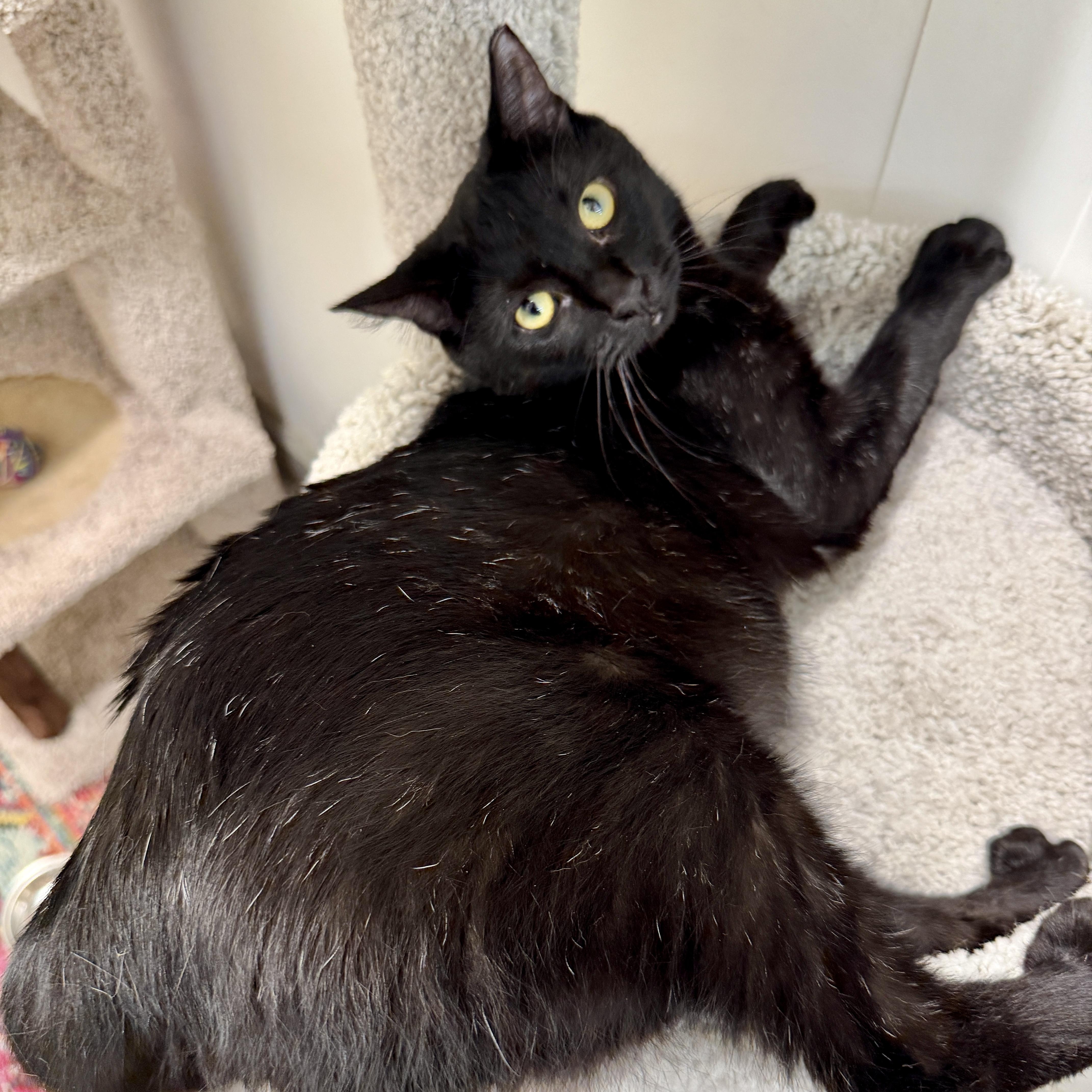 Cleocatra, Adoptable, Young Female Domestic Short Hair.