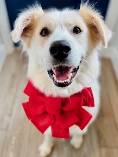 Snow White, adoptable, Adult Female Retriever & Mixed Breed.