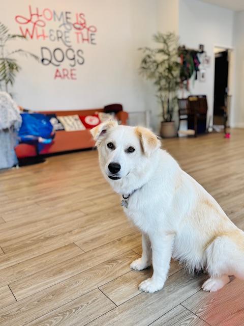 Snow White, an adoption pending mixed breed in Palatine, IL image 2/4