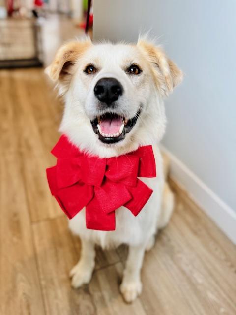 Snow White, an adoption pending mixed breed in Palatine, IL image 3/4