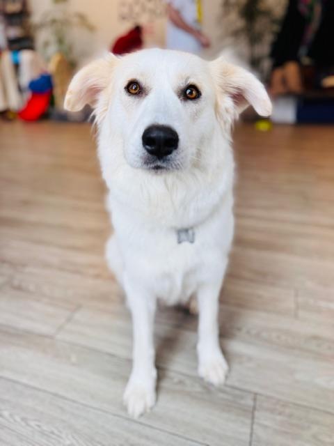 Snow White, an adoption pending mixed breed in Palatine, IL image 4/4