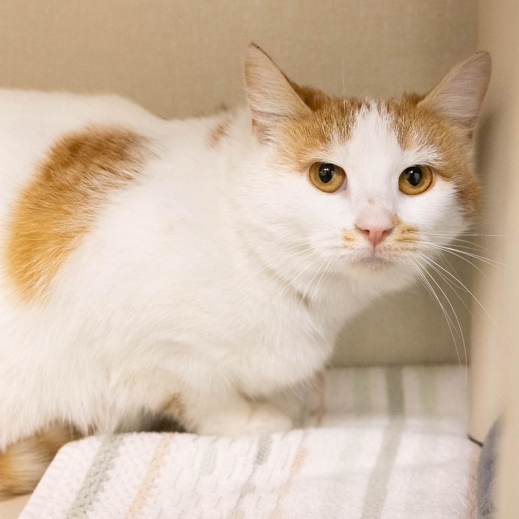 Shakira, Adoptable, Adult Female Domestic Short Hair.