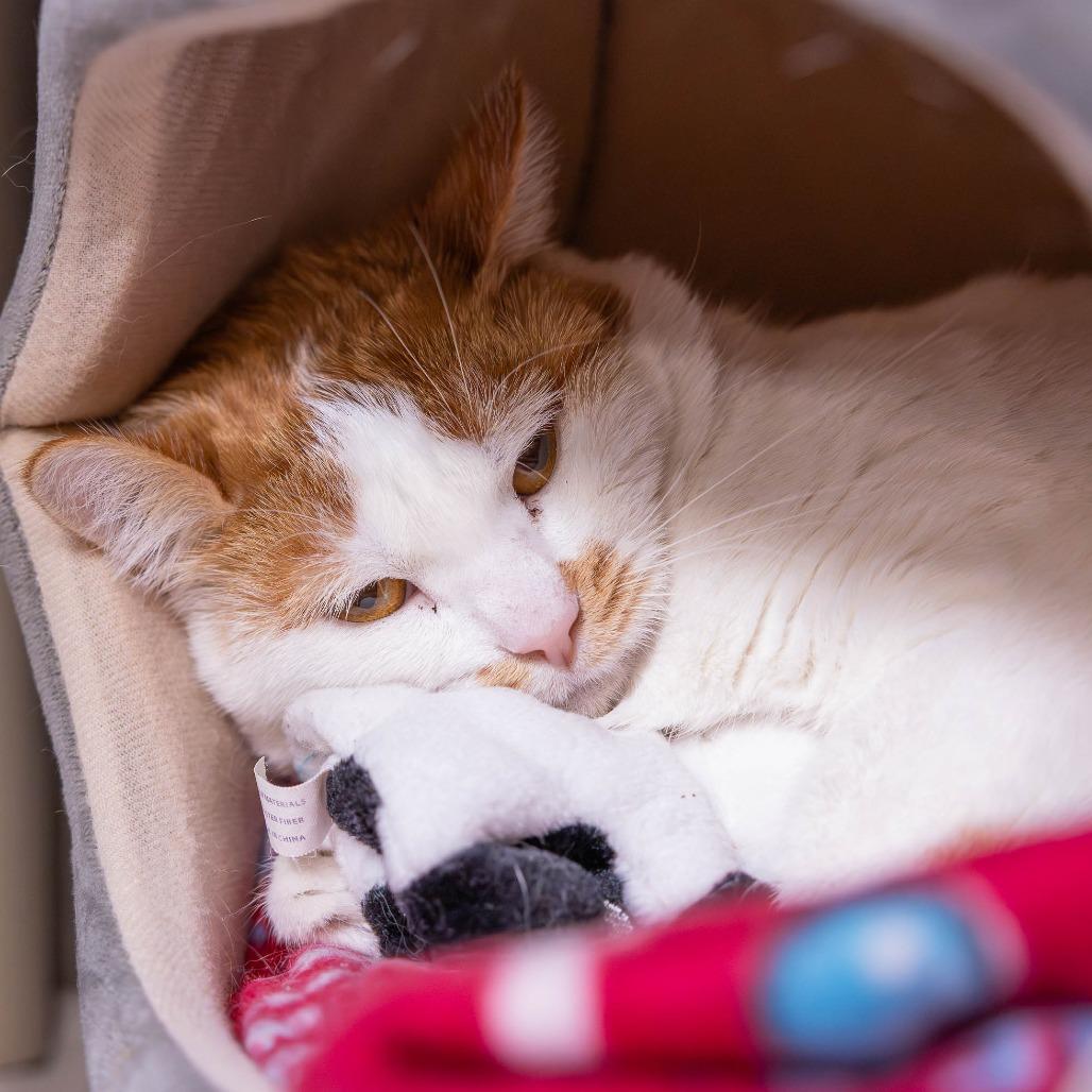 Enlarge Shakira, a Adoptable Domestic Short Hair in Mentor, OH image 2/6