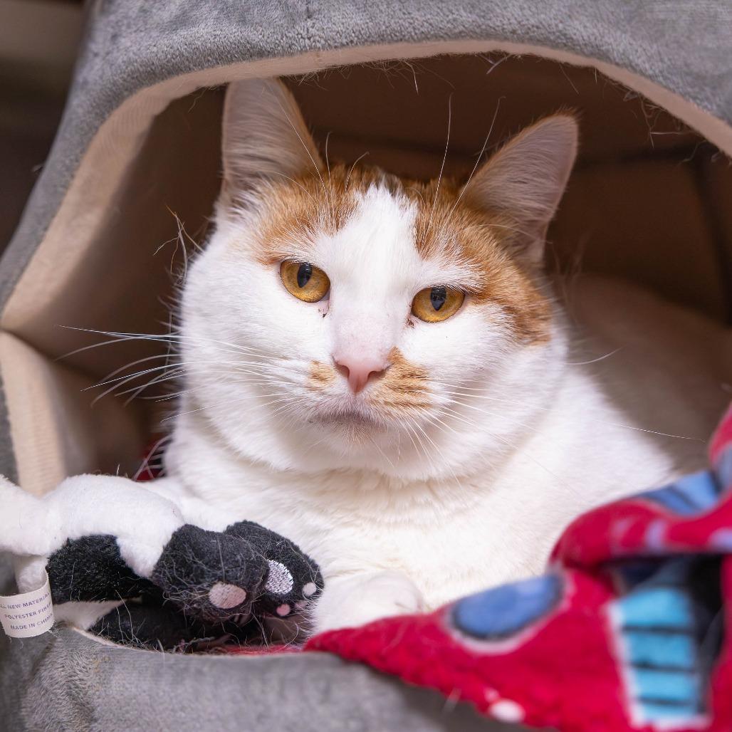 Enlarge Shakira, a Adoptable Domestic Short Hair in Mentor, OH image 3/6