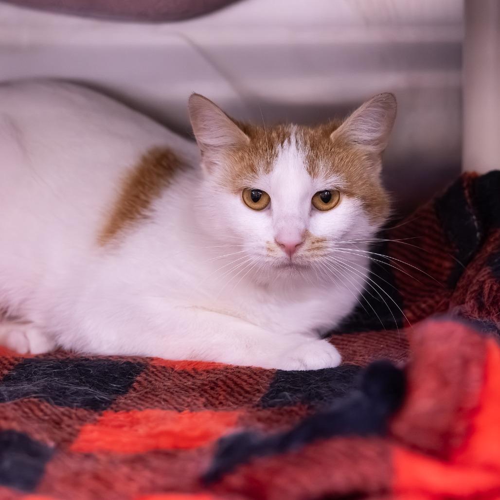 Enlarge Shakira, a Adoptable Domestic Short Hair in Mentor, OH image 4/6