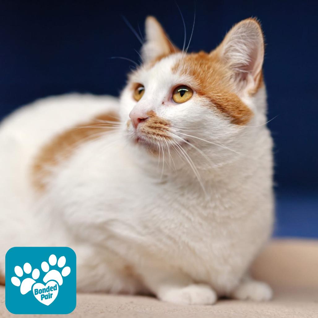 Enlarge Shakira, a Adoptable Domestic Short Hair in Mentor, OH image 5/6