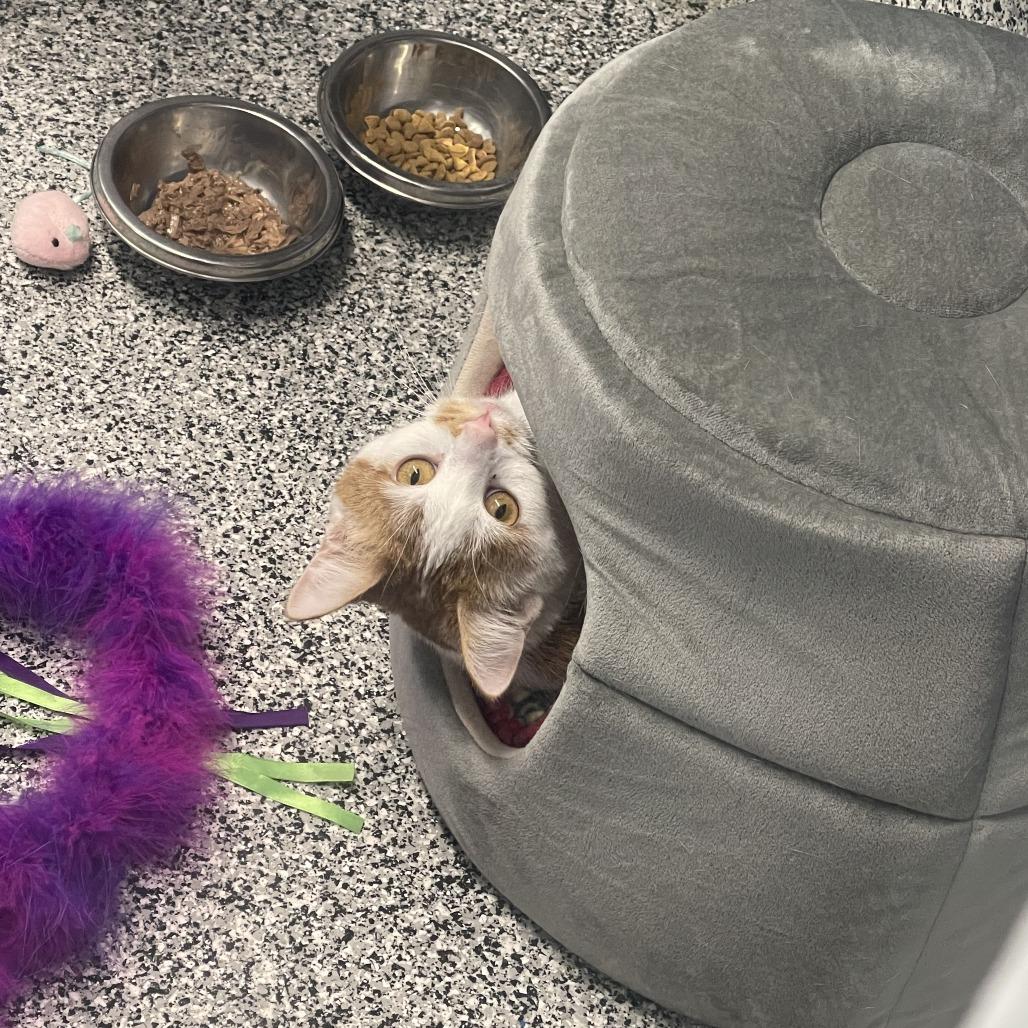 Enlarge Shakira, a Adoptable Domestic Short Hair in Mentor, OH image 6/6