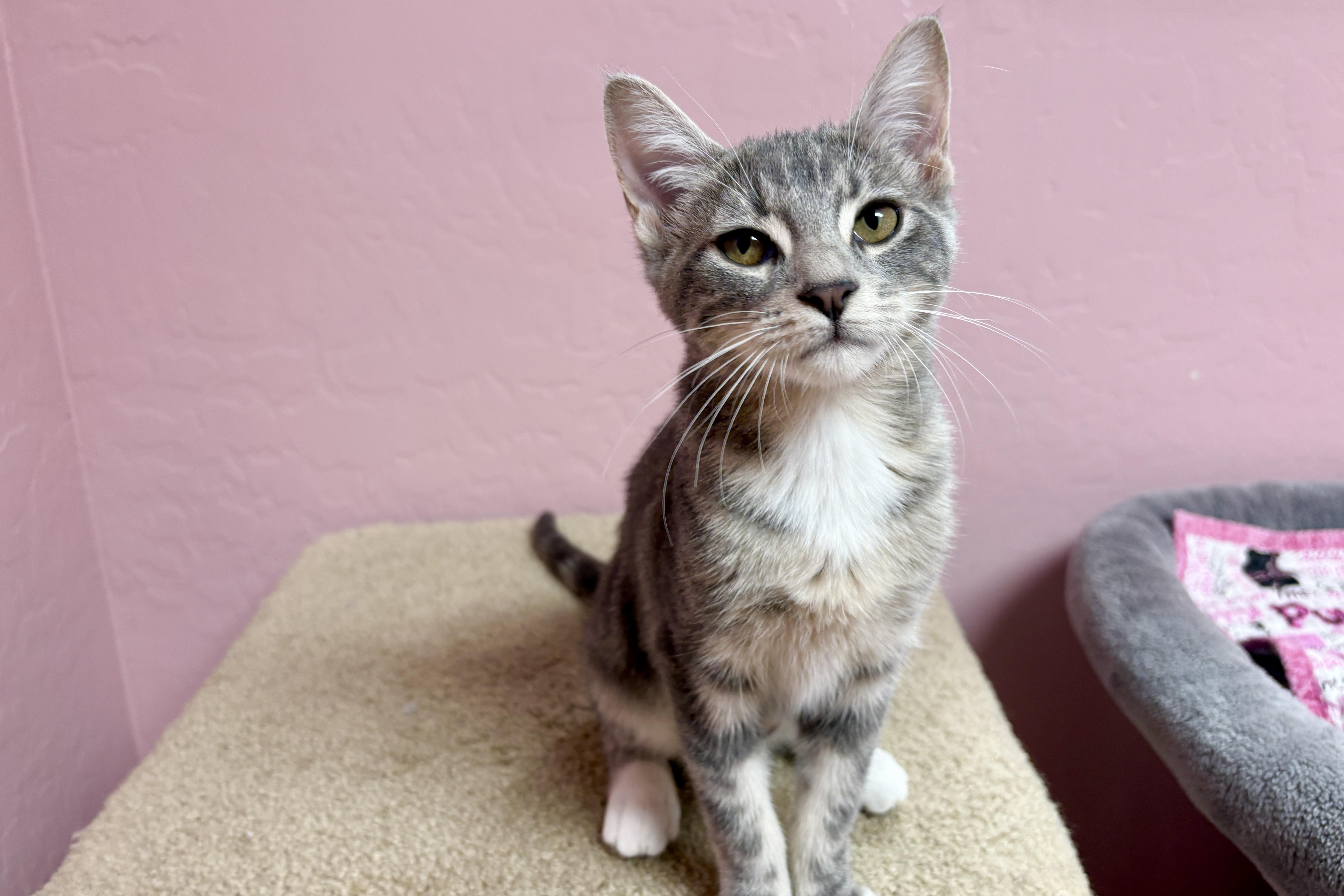 Celaena, adopted, Kitten Female Domestic Short Hair.