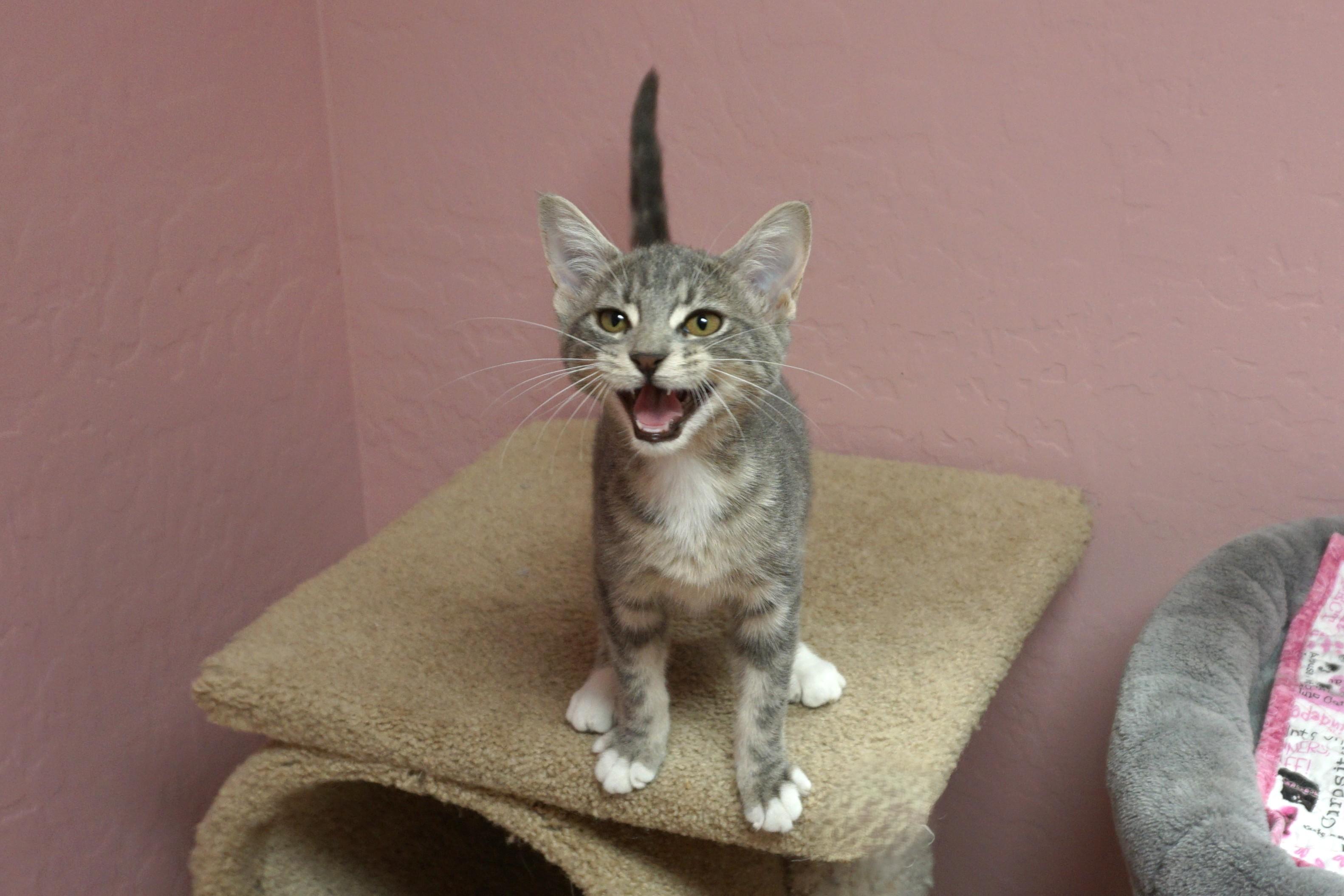 Celaena, an adopted Domestic Short Hair in Fountain Hills, AZ image 3/4